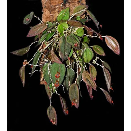 Mini Orchidée Lepanthes Gargoyla