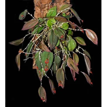 Mini Orchidée Lepanthes Gargoyla