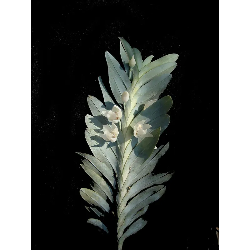 Mini Orchidée Dichaea Glauca x Zygopetalum Crinitum