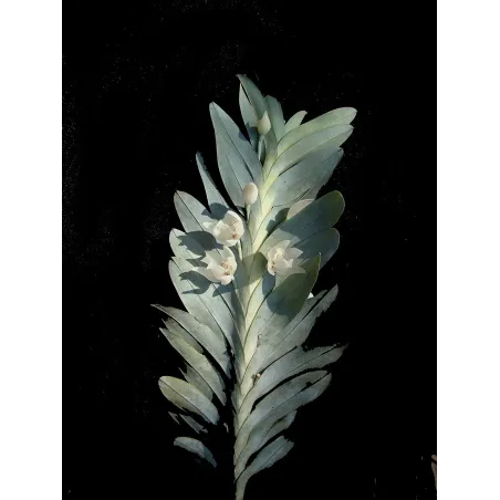 Mini Orchidée Dichaea Glauca x Zygopetalum Crinitum