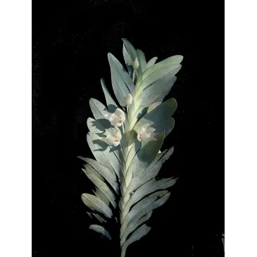 Mini Orchidée Dichaea Glauca x Zygopetalum Crinitum