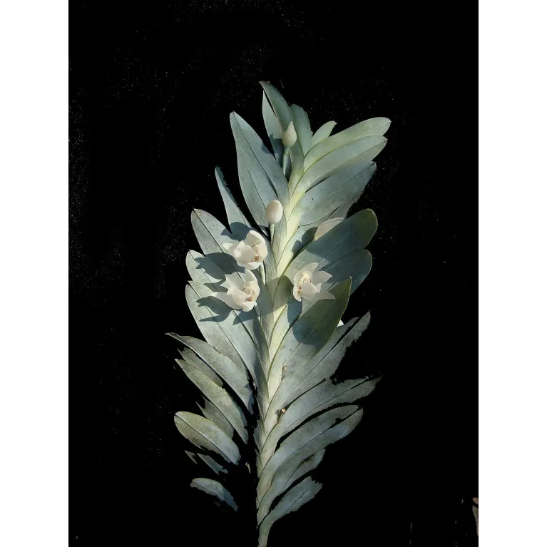 Mini Orchidée Dichaea Glauca x Zygopetalum Crinitum