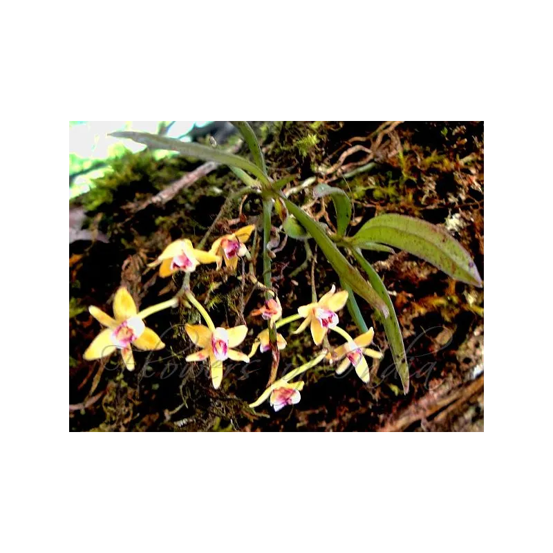 Mini Orchidée Thrixspermun Saruwatarii