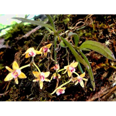 Mini Orchidée Thrixspermun Saruwatarii