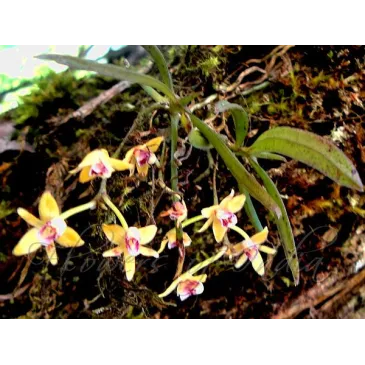 Mini Orchidée Thrixspermun Saruwatarii
