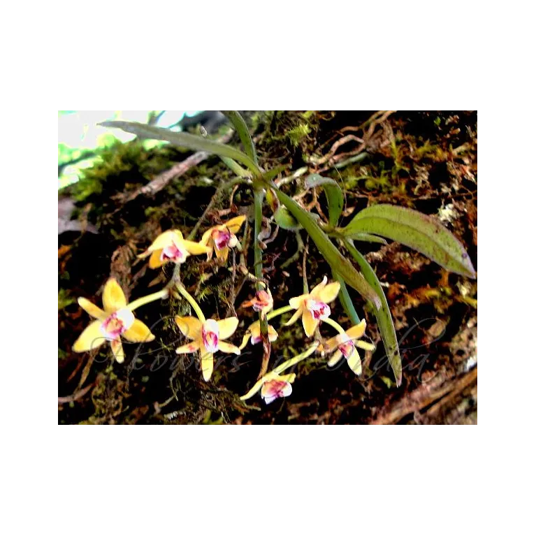 Mini Orchidée Thrixspermun Saruwatarii