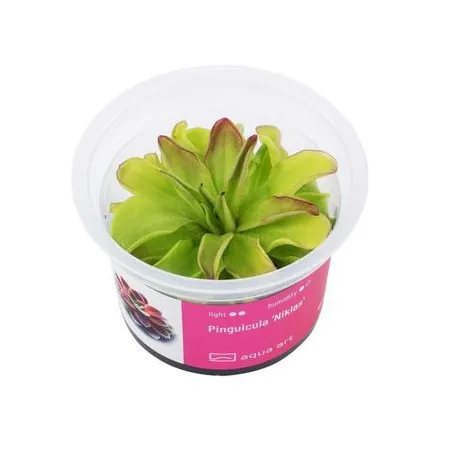 pinguicula 'Gina' in vitro