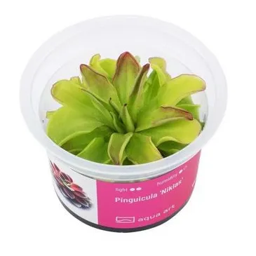 pinguicula 'Gina' in vitro
