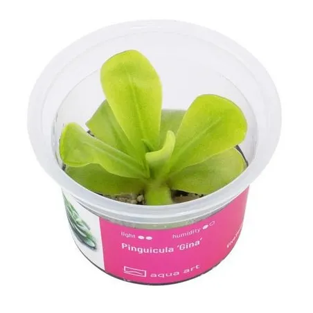 pinguicula 'Gina' in vitro