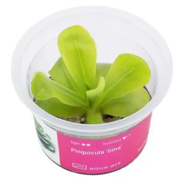 pinguicula 'Gina' in vitro