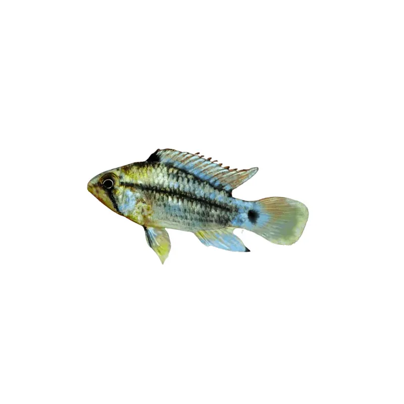 Apistogramma Cruzi