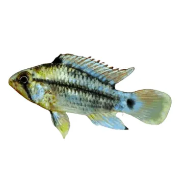 Apistogramma Cruzi