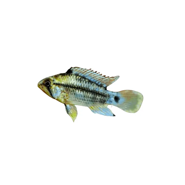 Apistogramma Cruzi