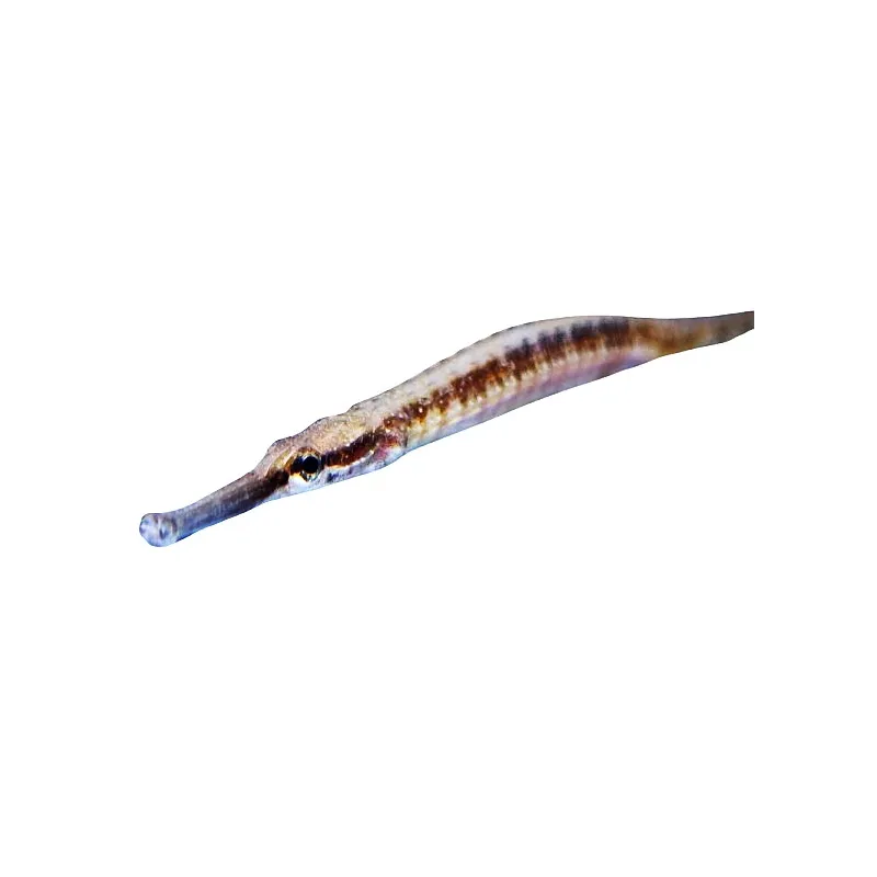 Doryichtys martensii