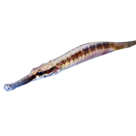 Doryichtys martensii