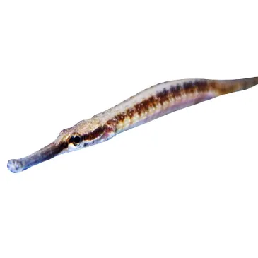 Doryichtys martensii