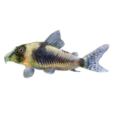 Corydoras septentrionalis