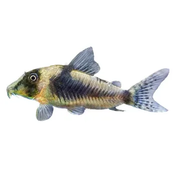 Corydoras septentrionalis