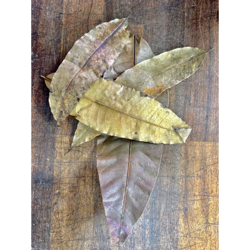 Feuilles de manguier lot de 10