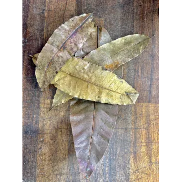 Feuilles de manguier lot de 10