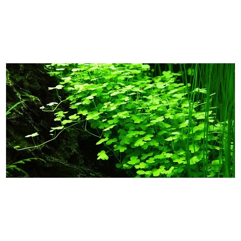 Hydrocotyle tripartita "in vitro"