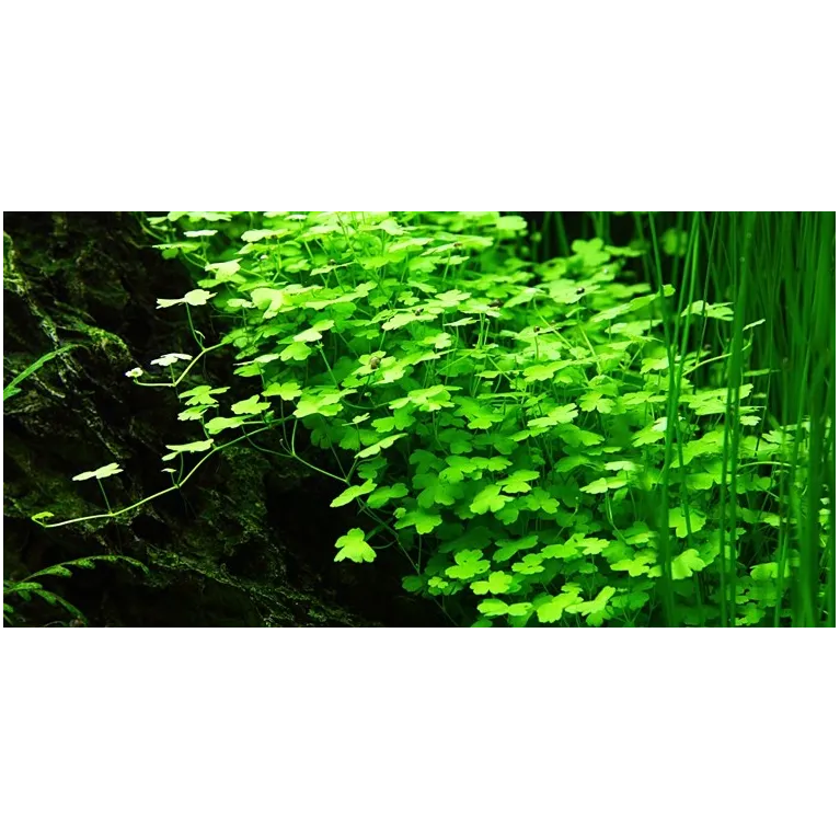 Hydrocotyle tripartita "in vitro"