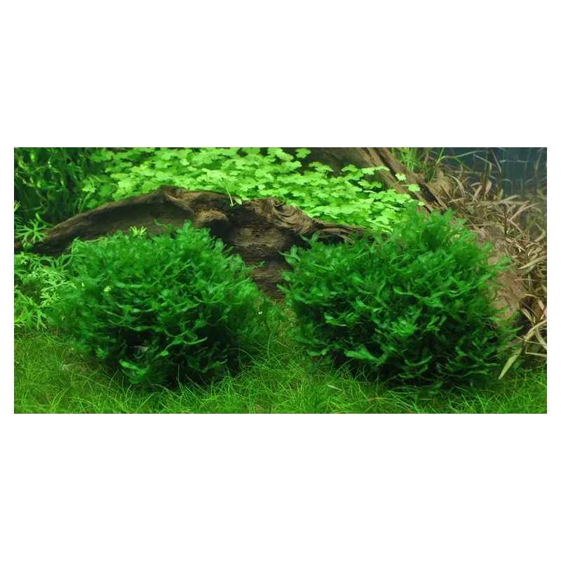 Monosolenium tenerum "in vitro"