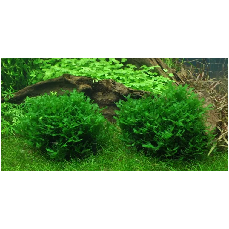 Monosolenium tenerum "in vitro"