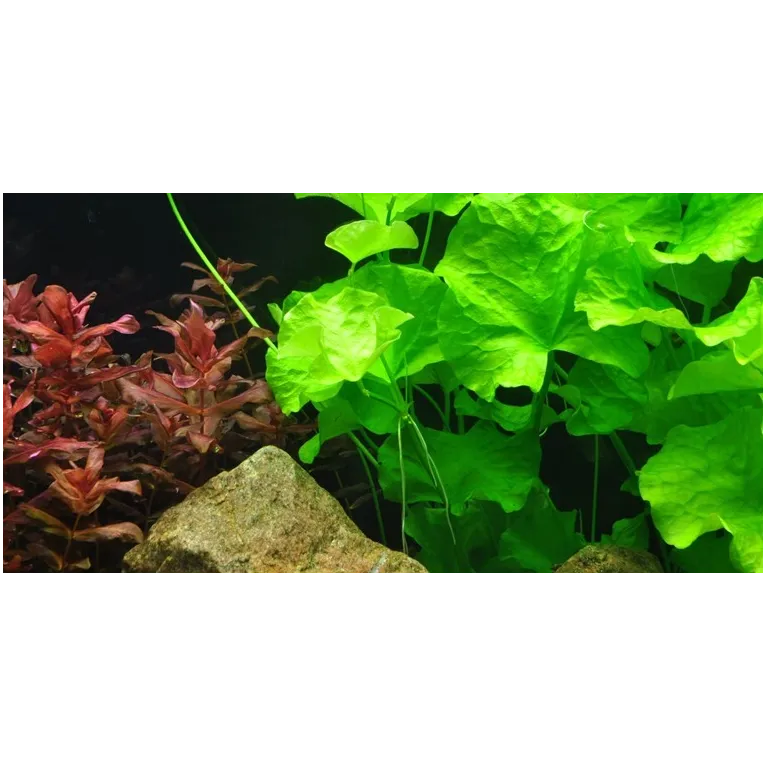 Nymphoides hydrophylla 'Taiwan' "in vitro"