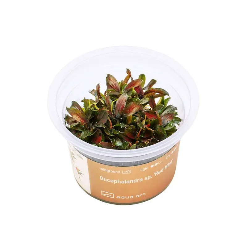 Bucephalandra  green wavy