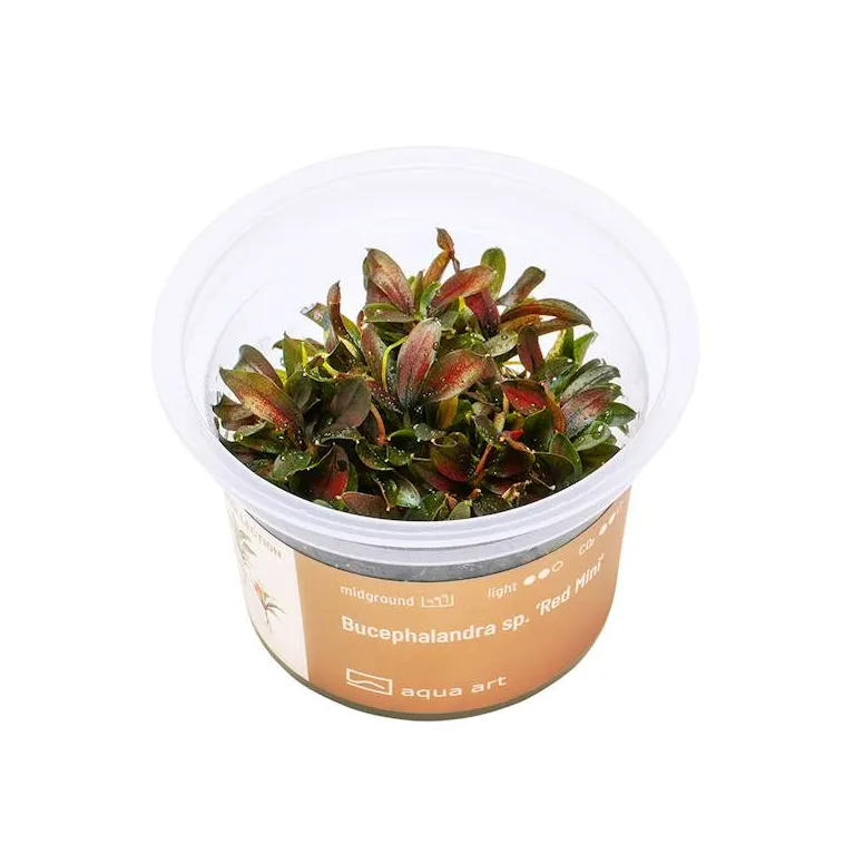 Bucephalandra  green wavy