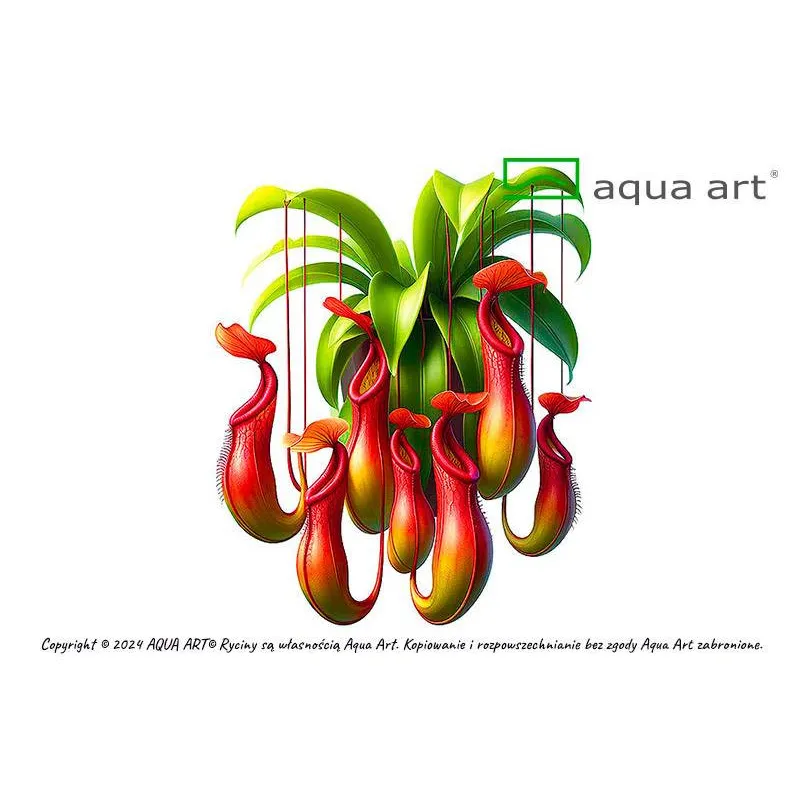 Nepenthes Ampullaria 'Red' in vitro