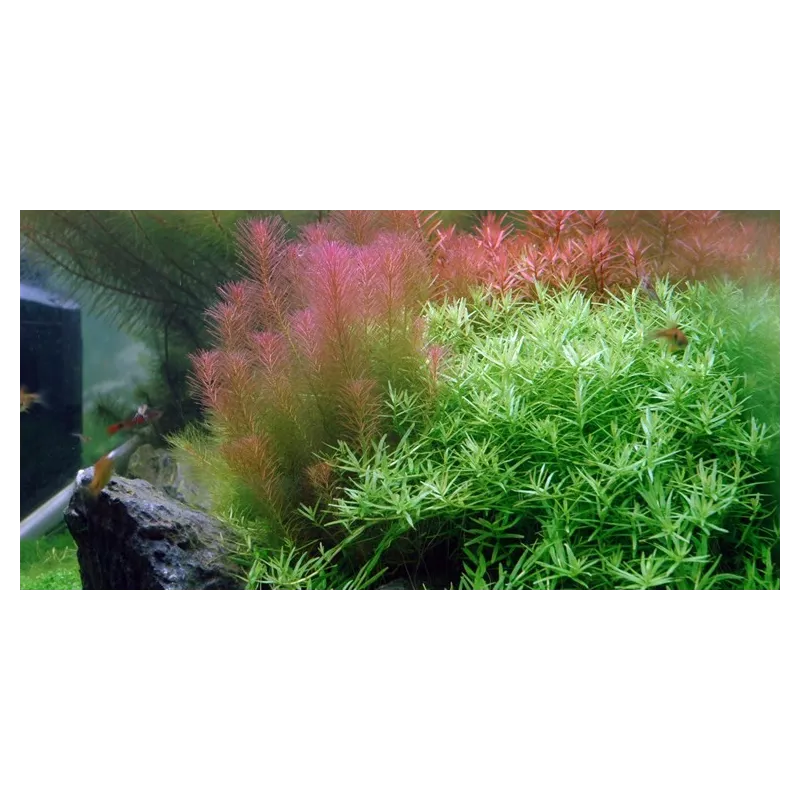 Rotala wallichii "in vitro"
