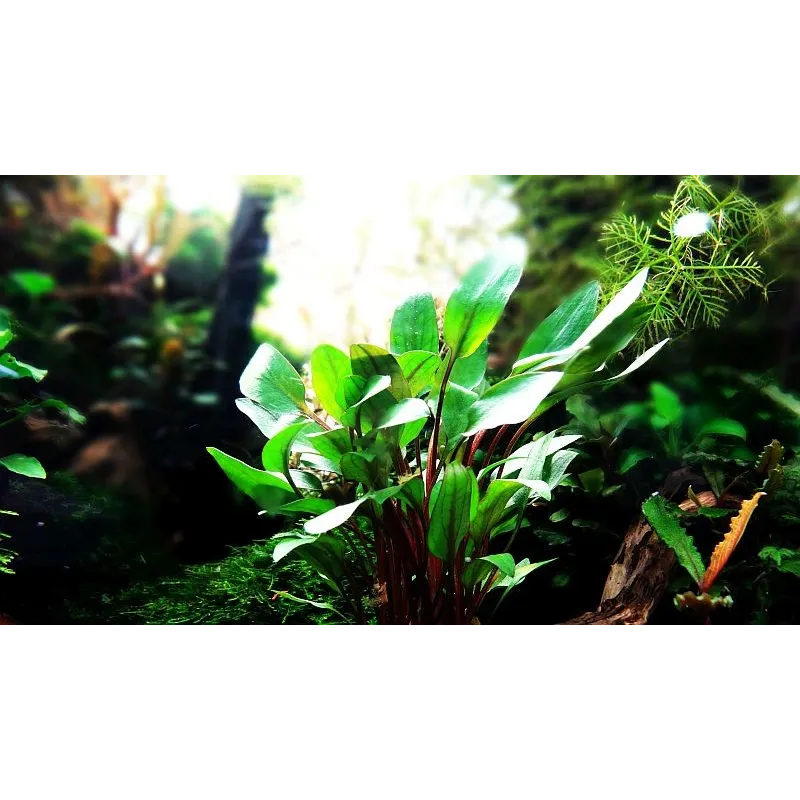 Cryptocoryne beckettii 'Petchii'