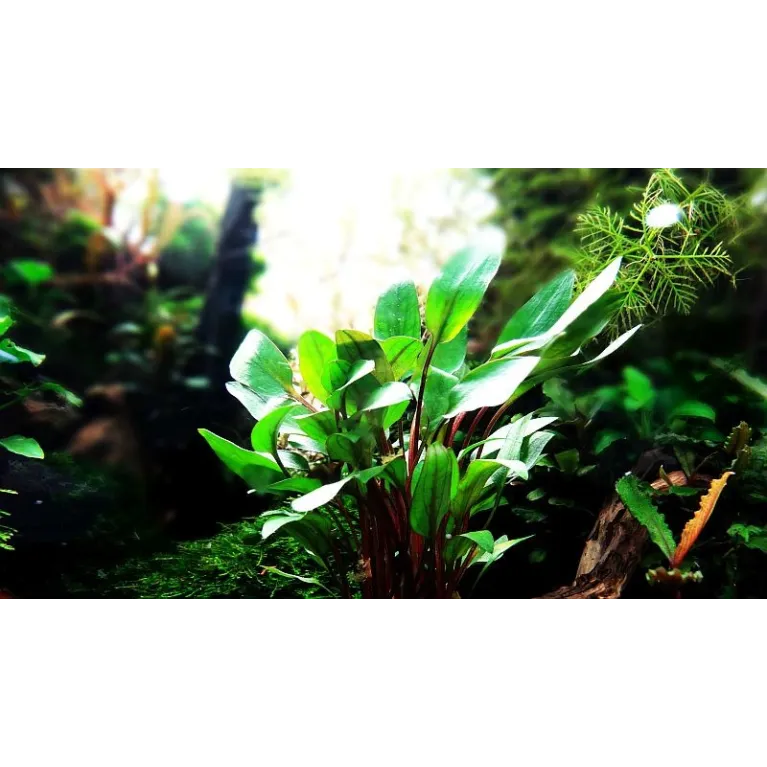 Cryptocoryne beckettii 'Petchii'