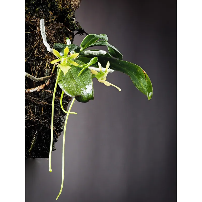 Mini Orchidée Neobathiea Grandidierana