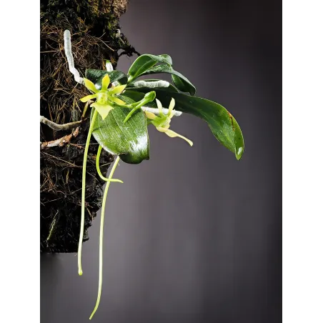 Mini Orchidée Neobathiea Grandidierana