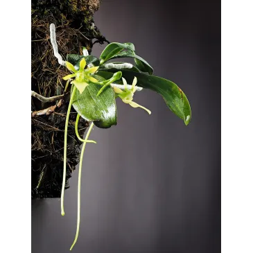 Mini Orchidée Neobathiea Grandidierana