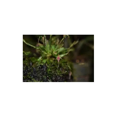 Mini Orchidée Platystele Caudatisepala x Posadaru