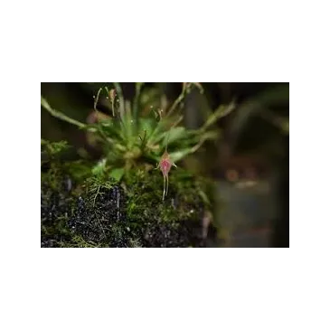 Mini Orchidée Platystele Caudatisepala x Posadaru