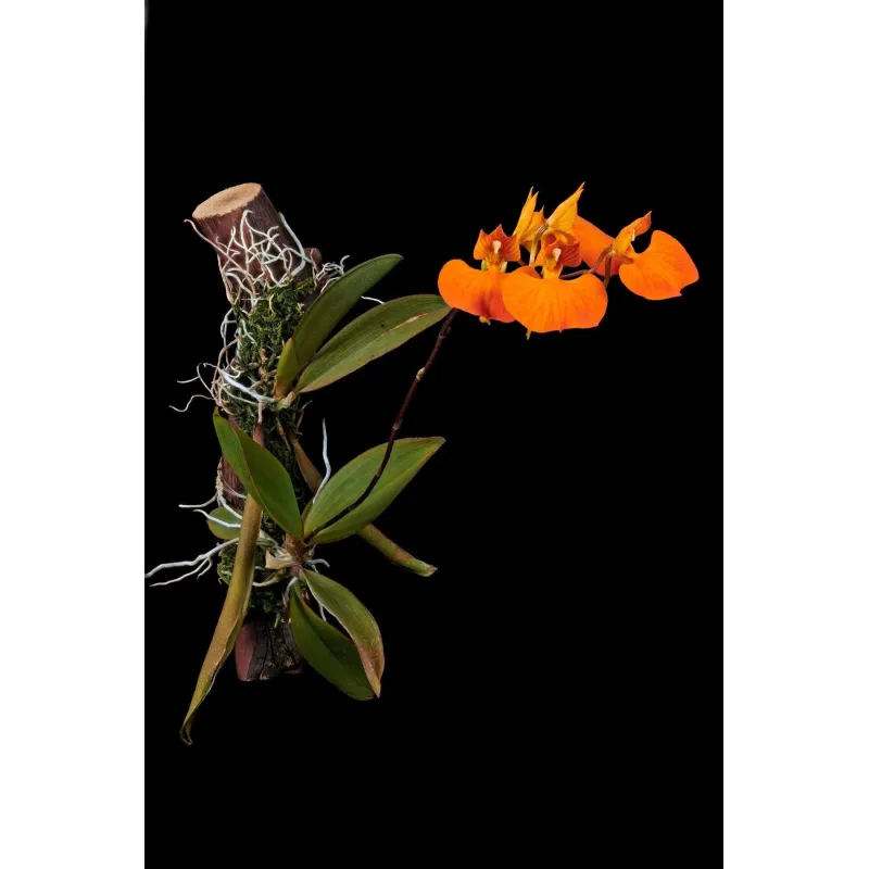 Mini Orchidée Comparettia x Maloi