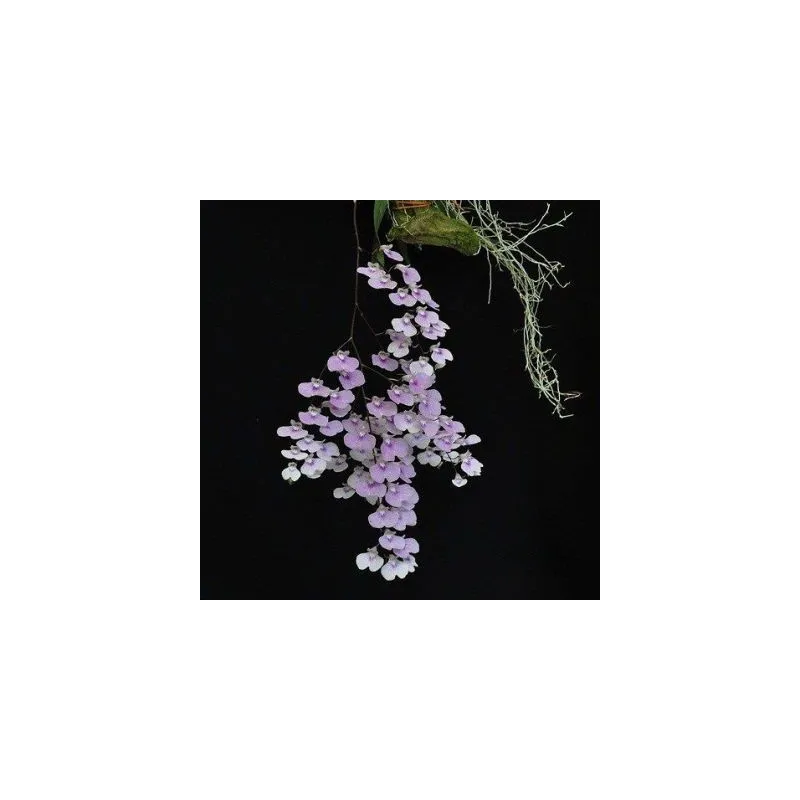 Mini Orchidée Lonopsis Utricularioides