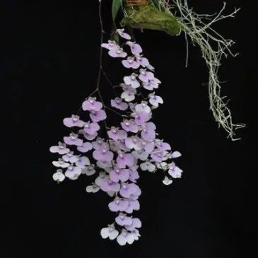 Mini Orchidée Lonopsis Utricularioides