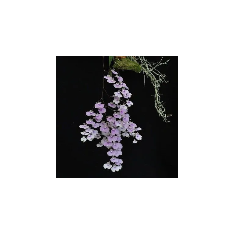 Mini Orchidée Lonopsis Utricularioides