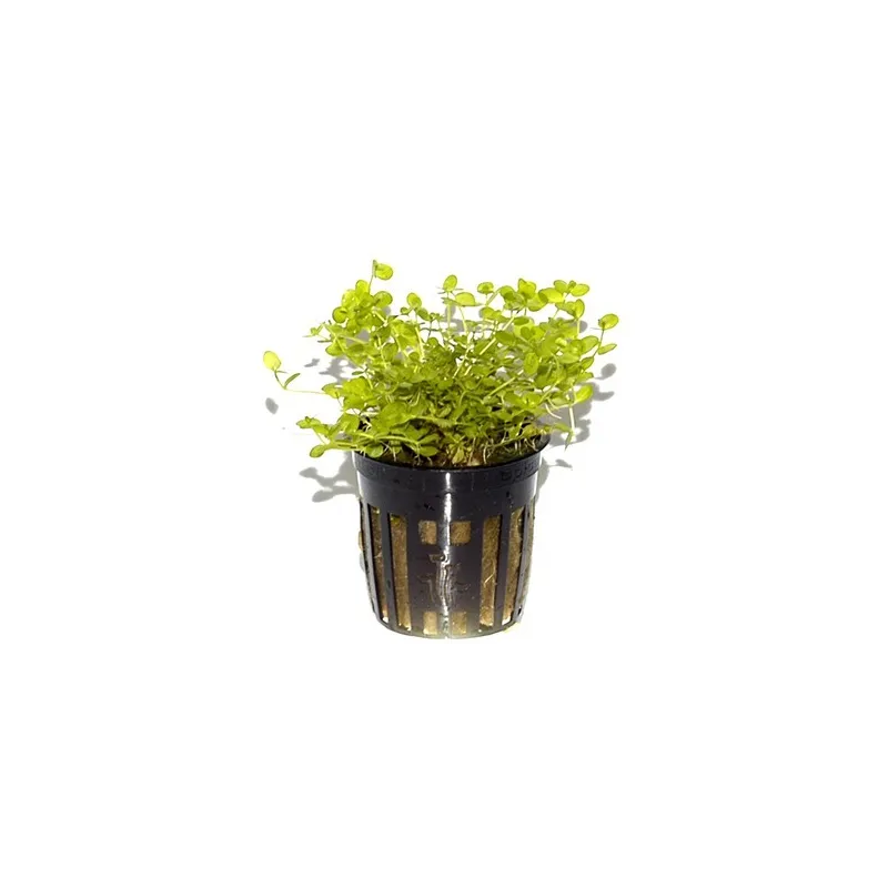 Micranthemum umbrosum