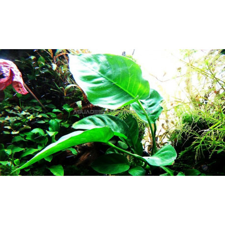 Anubias barteri 'Coffeefolia': plantes aquarium