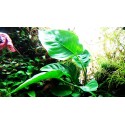 Anubias barteri 'Coffeefolia'