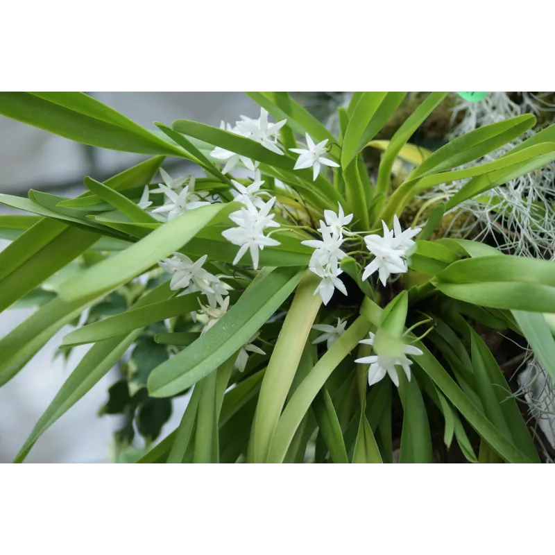 Mini Orchidée Jumellea Anjouanensis