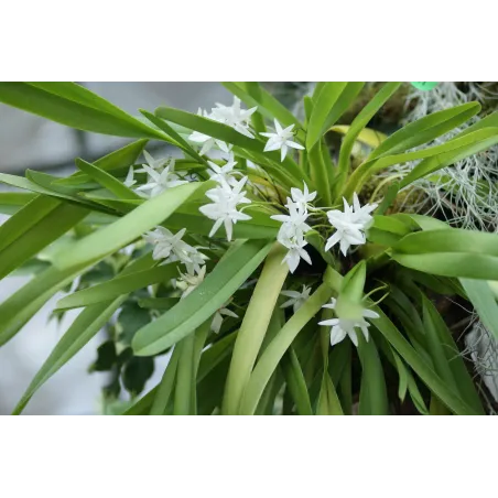 Mini Orchidée Jumellea Anjouanensis