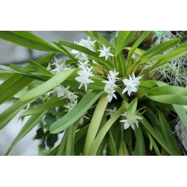 Mini Orchidée Jumellea Anjouanensis